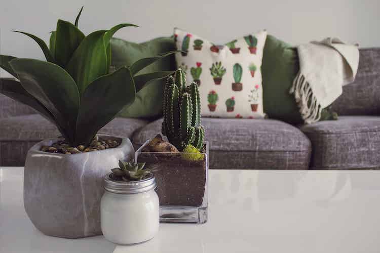 multiple cactus plants place on white coffee table